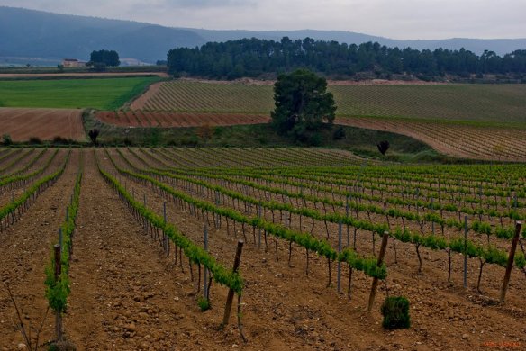 La rambla. Pepe Gandía